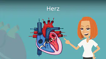 Herz