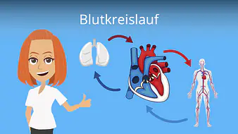 Blutkreislauf