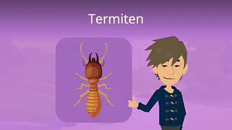 Termiten