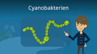 Cyanobakterien