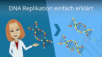 DNA Replikation einfach erklärt