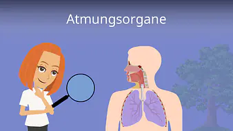Atmungsorgane