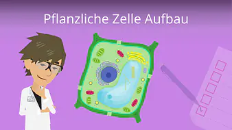 Pflanzliche Zelle Aufbau