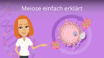 Meiose einfach erklärt