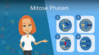 Mitose Phasen