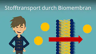 Stofftransport durch Biomembran