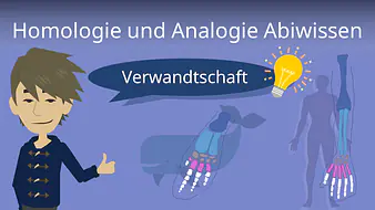 Homologie und Analogie Abiwissen
