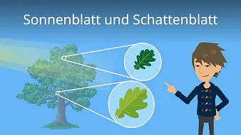 Sonnenblatt und Schattenblatt im Vergleich