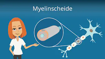 Myelinscheide
