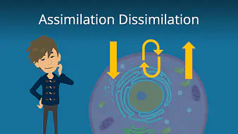 Assimilation und Dissimilation