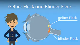 Gelber Fleck und Blinder Fleck