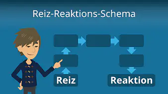 Reiz-Reaktions-Schema