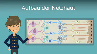 Aufbau der Netzhaut