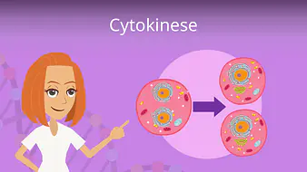 Cytokinese