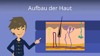 Aufbau der Haut einfach erklärt