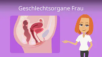 Geschlechtsorgane Frau