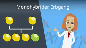 Monohybrider Erbgang