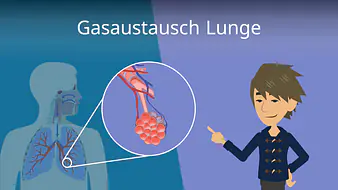 Gasaustausch Lunge