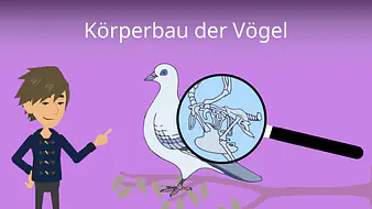 Körperbau Vögel