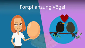 Fortpflanzung Vögel