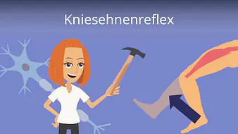 Kniesehnenreflex