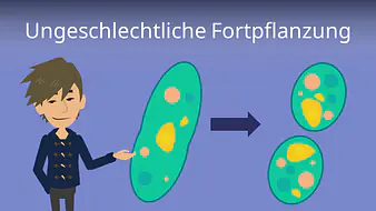 Ungeschlechtliche Fortpflanzung