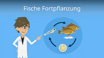 Fische Fortpflanzung