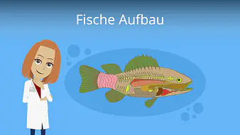 Fische Aufbau