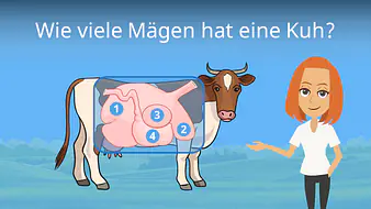 Wie viele Mägen hat eine Kuh?