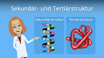 Sekundärstruktur und Tertiärstruktur