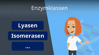 Enzymklassen