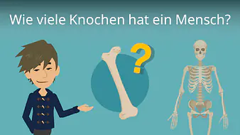Wie viele Knochen hat ein Mensch?