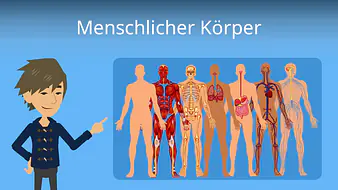 Menschlicher Körper