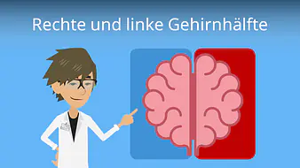 Rechte und linke Gehirnhälfte