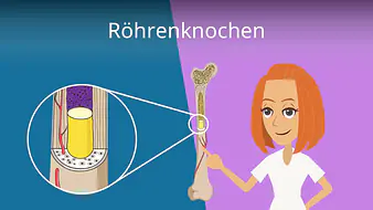 Röhrenknochen
