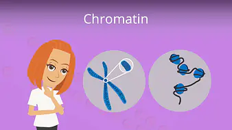 Chromatin