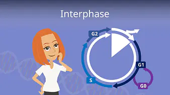 Interphase
