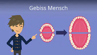 Gebiss (Mensch)