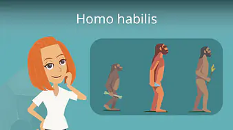 Homo habilis