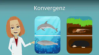 Konvergenz