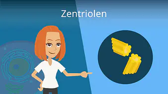 Zentriolen